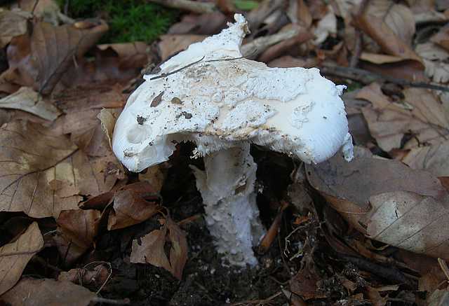 Amanita eliae    Qulet